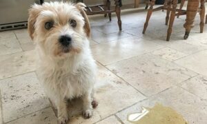 A small white dog sat in the kitchen, sat next to a puddle of urine